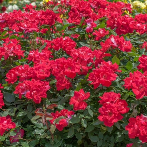 Rojo cereza fuerte - Árbol de Rosas Floribunda - rosal de pie alto- forma de corona tupida